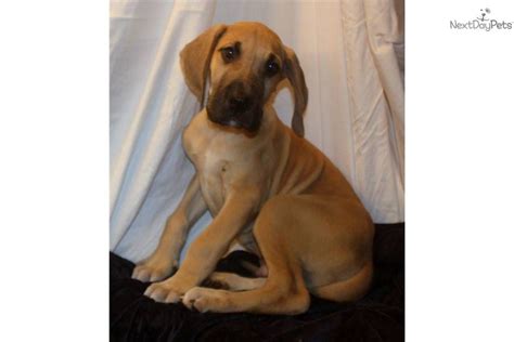 Anything great dane related fayetteville north carolina. AKC Fawn Great Dane Puppy | Great dane puppy, Great dane ...