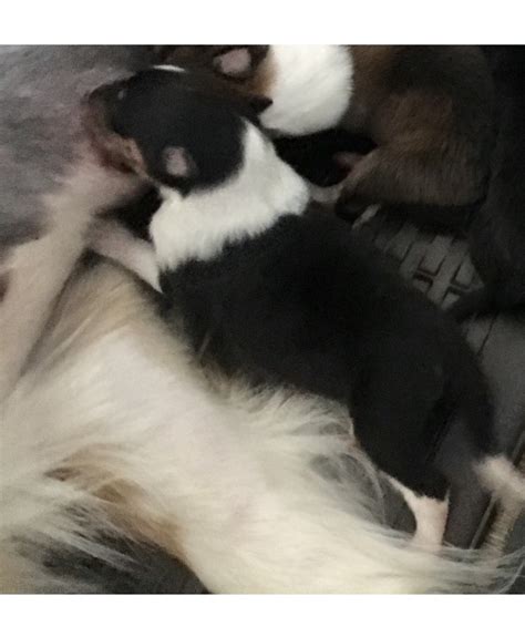 We'll safely and securely deliver your new pup while following all recommendations by the cdc. Collie Puppies For Sale | Southbury, CT #253135 | Petzlover