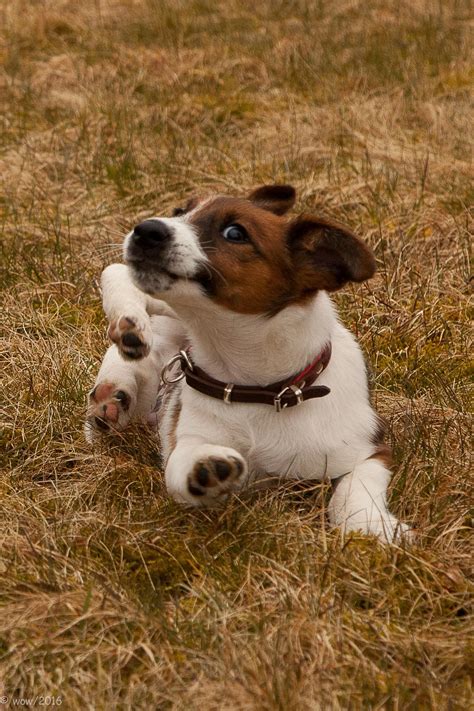 Modaespañola #diseño #lookoftheday #igerszaragoza #buscandoinspiracion #igerzaragoza #igersaragon #zaragozando #foxterrier #mividaconperros. Glatthaar Foxterrier, smooth Foxterrier, Foxterrier ...