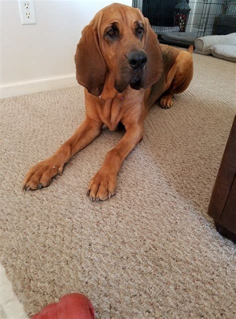 Our puppies are raised in the. Bloodhound Puppies For Sale In Pa - Animal Friends