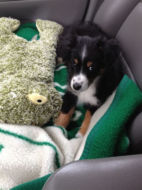 Australian shepherd puppies and dogs. Mini Australian Shepherd Corgi Mix Puppies For Sale