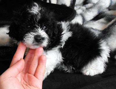 Check spelling or type a new query. pomeranian shih tzu mix - Google zoeken | Poodle mix ...