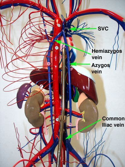 Explore a highly detailed view of the blood vessels, getting an even deeper view of the circulatory system. 8 best Anatomy (Heart) images on Pinterest | Anatomy, Anatomy reference and Anatomical heart