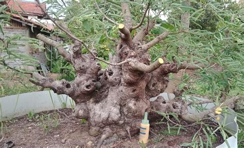 Pokok limau adalah sitrus popular yang mudah tumbuh sebagai bonsai. Asam Jawa ( Tamarindus indica) | Asam jawa