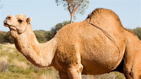 Some of them were shot under the south australian camels destruction act of 1925. Indigenous leaders give go-ahead for massive cull of ...