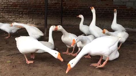 Check spelling or type a new query. Raising Geese as Pets at Home (Goose Birds) - YouTube