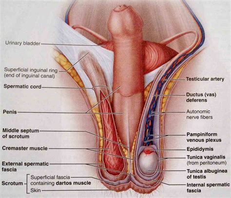 Structures of the female reproductive system include: Pictures Of Female Reproductive System In Human Beings ...
