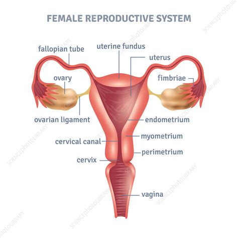 I have created a number of resources to teach children about their body systems, including my human body activity book for kids and all the printables in my human body printables bundle. Female reproductive system, illustration - Stock Image ...