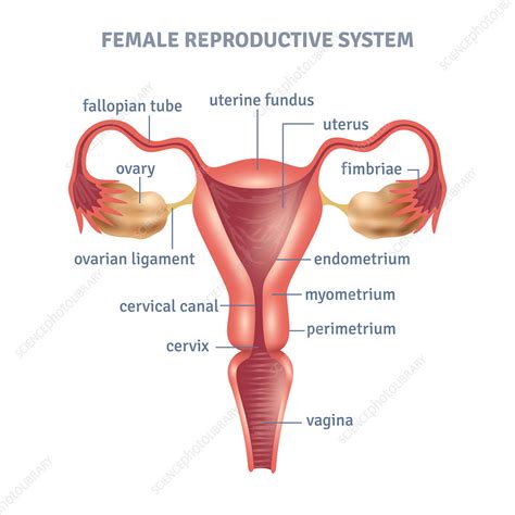 Label body parts (boy) directions to make the activity: Female reproductive system, illustration - Stock Image - F020/0722 - Science Photo Library