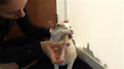 These two illustrate how to get your cats to take pills: How to syringe feed a cat - YouTube