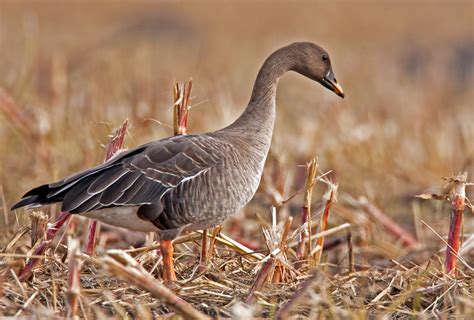 Tags saatgans, anser fabalis johanseni, , w siberia, , anser, anserinae gänseartige, anatidae entenvögel, anseriformes gänsevögel Sinnende Saatgans... (Forum für Naturfotografen)