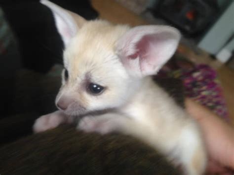 Why buy a foxhound puppy for sale if you can adopt and save a life? Page 2 - Fennec Fox For Sale in Louisiana (39) | Petzlover