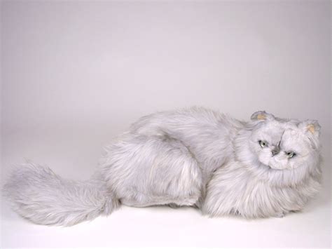 Shaded have some black fur on their backs and sides. Silver Persian Cat 2423 - Persians (Silver) - Cats