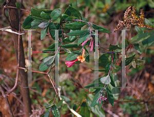 The wild form is growing in the hedgerows · grows well in full sun to part shade, not particular on soil types. HORTICOPIA®-- Lonicera x heckrottii (Coral Honeysuckle ...