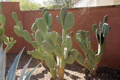 The prickly pear cactus is a plant or shrub, erect or creeping, which can reach 3 to 6m high and occupies large areas. Water-efficient Plants Guide