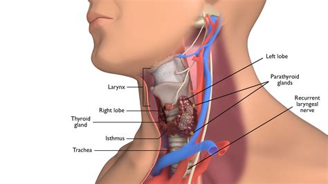 Thyroid hormones regulate the basal metabolic rate and are important in the regulation of growth of tissues. Thyroid Cancer - Introduction | Head and Neck Cancer Types ...