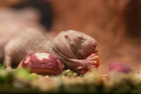 Maybe you would like to learn more about one of these? Nudist colony: Naked mole-rats to get 24/7 webcam at ...