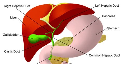 If hepatitis b progresses to serious liver damage, such as liver cancer or cirrhosis, symptoms may become more prominent. Cara Pengobatan Penyakit Hepatitis B | Toko Herbal Alami