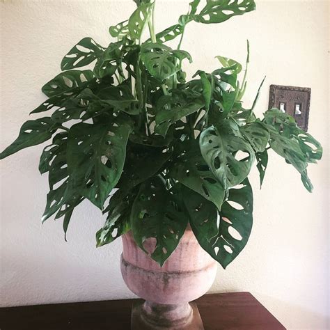 Check out our monstera adansonii laniata selection for the very best in unique or custom, handmade pieces from our craft supplies & tools shops. Monstera Adansonii | Plant leaves, Houseplants, Monstera