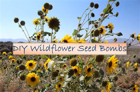 Not sure what counts as a wildflower? DIY Wildflower Seed Bombs | Wildflower seeds, Seed bombs ...