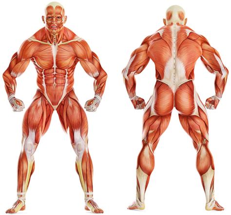 There are around 640 skeletal muscles within the typical human body. Exercise Information Guide Men / Women: Best Exercises for ...