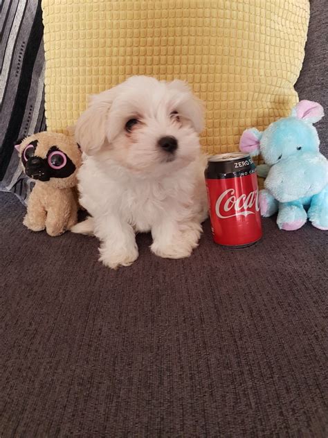 Use the search tool below and browse adoptable malteses! Maltese Puppies For Sale | Ohio City, OH #285779 | Petzlover