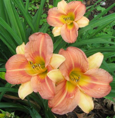 Daylilies take their name from the greek word hemerocallis, meaning 'beautiful for a day', but you will enjoy. Stardreamer Daylilies - Stella's Little Sister