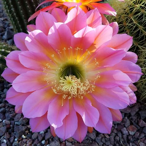 Many desert cacti bloom in response to a cool, dry, dormant period. Cactus that blooms only one day a year (seen in Tucson ...