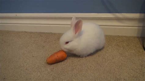 Maybe you would like to learn more about one of these? Little Bunny Trying To Eat Carrot - YouTube