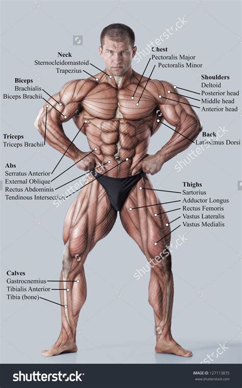 See more ideas about muscle anatomy, anatomy and physiology, human anatomy. Muscle Names On Body / Diagram Showing Anatomy Of Human ...