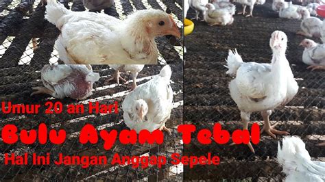 Video ini berisi tentang informasi harga ayam bloiler hari ini | terbaru yang bisa anda gunakan sebagai acuan dalam menjual hasil produksi ternak anda. Umur 20 Hari Bulu Ayam Tebal dan Ini Beberapa Faktor ...