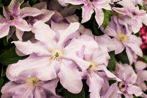 Climbing plants incorporate metal arbors in the garden garden arbor, garden trellis, garden paths. Growing Clematis in the Shade | HGTV