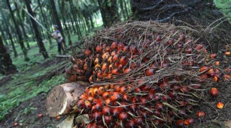 The plantation segment is involved in oil. Malaysia's Felda Global aims to increase land bank, palm ...