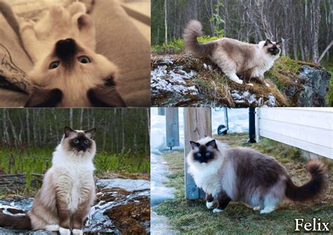 Free shipping on orders over $25 shipped by amazon. Balinese Cat Breeders Northern California