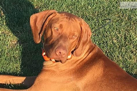 Our vizsla puppies are akc certified and come with a health guarantee. Vizsla Puppies: Vizsla puppy for sale near Bloomington ...