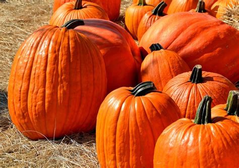 Ecco dunque che frigorifero e congelatore vengono in nostro aiuto. COME CONSERVARE LA ZUCCA DI HALLOWEEN - Bimbi Creativi