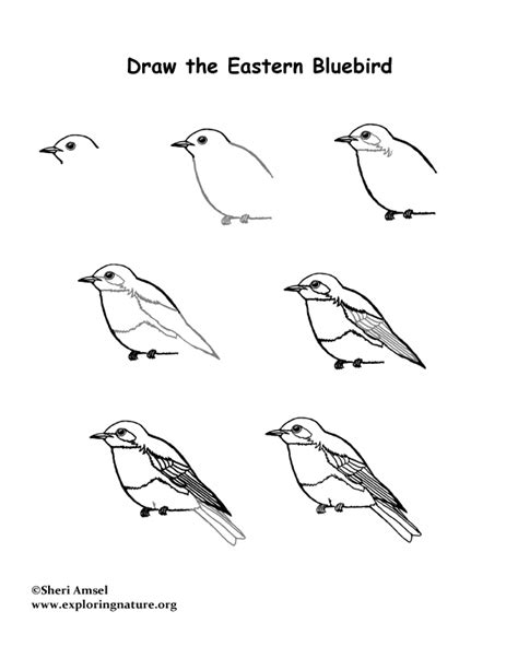 How to draw a bluebird. Bluebird (Eastern) Drawing Lesson