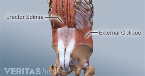 Muscle injuries of the lower back are commonly caused by an improper lift, lifting while twisting, or a sudden movement or fall, which may cause lower to learn more about the anatomy of the spine, watch this video. Back Muscles and Low Back Pain