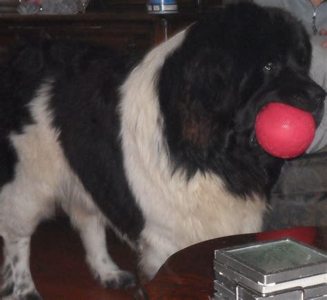 Check spelling or type a new query. Pin on I love Newfoundland Dog