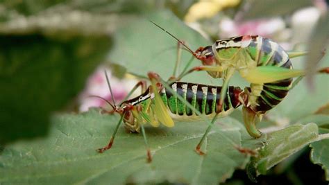 Maybe you would like to learn more about one of these? Hornbachs Insekten-Porno: So geht's im Garten ab | W&V