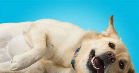 When dogs cough up blood, it is a sign that something serious is going on internally. Dog Coughing Up Blood and Mucus - CancerOz
