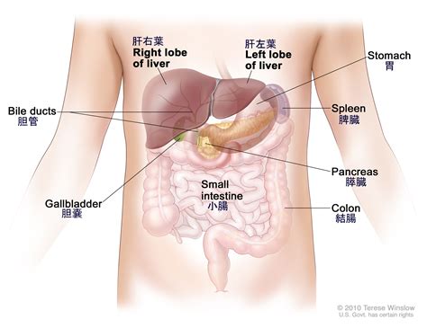 Invasive breast cancers are those tumors which have metastasized from the lobules or ducts of rib pain images. ElenadyFilosa: Lung cancer Rib pain