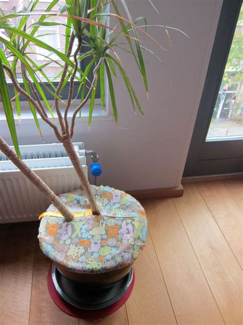 We did not find results for: Baby proofing plants @etsy $15 veraveravera | Baby ...