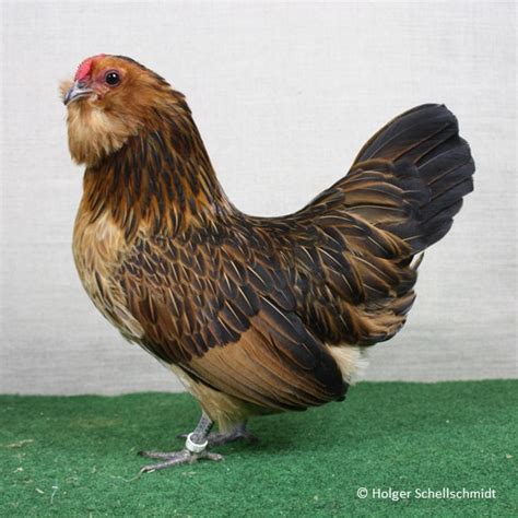 Chicken breed of year 2014 in germany.antwerpener bartzwerge. Wachtelfarbig - SV Antwerpener Bartzwerge