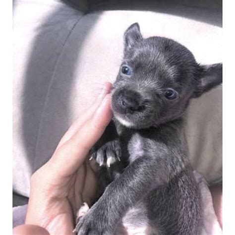 Earn points & unlock badges learning, sharing & helping adopt. Blue Teacup Chihuahua Puppies for Sale in New York, New ...