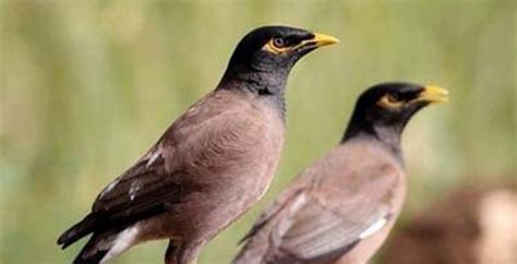 Burung wambi betina memiliki ukuran tubuh yang lebih besar daripada ukuran tubuh wambi jantan. Cara Membedakan Jalak Nias Jantan Dan Betina Secara Akurat