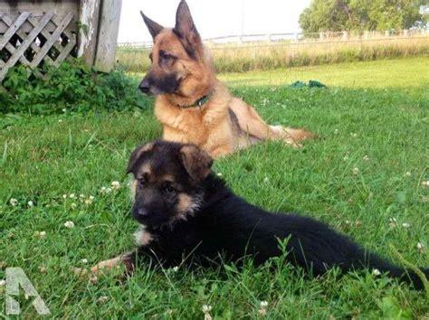 While the german shepherd is highly intelligent and trains fairly easily, they are no picnic for novice owners. German Shepherd Puppies Evansville Indiana | PETSIDI