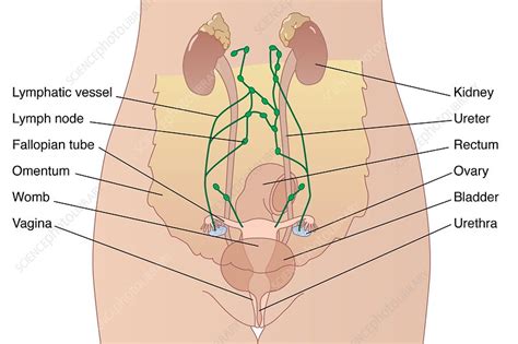 Most common malignancy of the female reproductive tract. Female abdominal anatomy, artwork - Stock Image - C009 ...