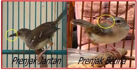 Sedangkan untuk yang berkelamin betina, warna. Membedakan Jantan Betina Ciblek Gunung dan Ciblek Kebun dengan Gambar - Binatang Peliharaan
