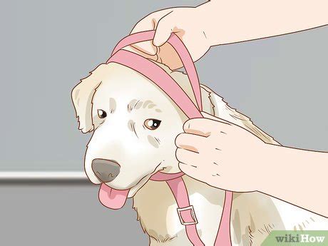 Here i describe and demonstrate how to put a harness on my maine coon kitten, gannicus. 3 Ways to Put on a Dog Harness - wikiHow